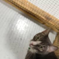 Photo of Yo Yo Mashed Potato + Mew Mew Pa Choo