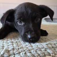 Photo of Fozzie Bear