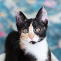 Photo of Honey