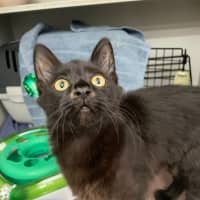 Photo of Trickle  Meet Me At Pe Tstock Milperra