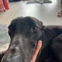 Photo of Boston, The Greyhound