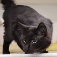 Photo of Neo