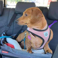 Photo of Bentley And Paulina