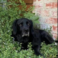 Photo of Tetley Valenti