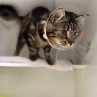 Photo of Jasmine