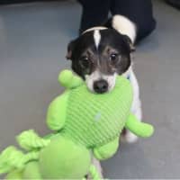 Photo of Lucky