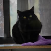 Photo of Sir Boopsalot