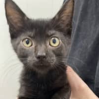 Photo of Liquorice