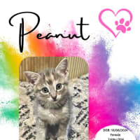 Photo of Peanut