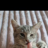 Photo of Bean