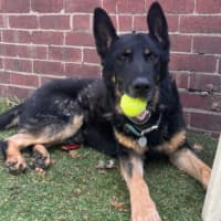 Photo of Rex