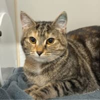 Photo of Fuwa