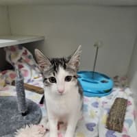 Photo of Marshmallow