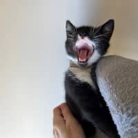 Photo of Mo Mo