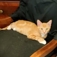 Photo of Peanut