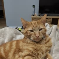 Photo of Simba
