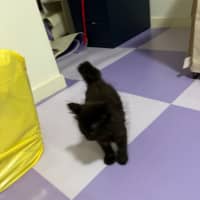 Photo of Artemis **2nd Chance Cat Rescue**