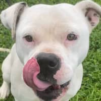 Photo of Casper
