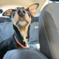 Photo of Bindi