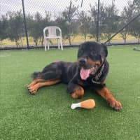 Photo of Bouncer Imp 1457