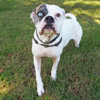 Photo of Gypsy