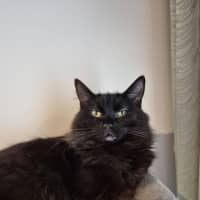 Photo of Thumper *9 Lives Project*