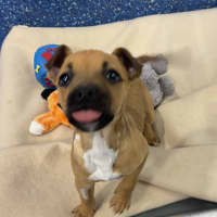 Photo of Tilly