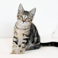 Photo of Pretzel