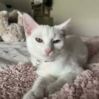 Photo of Vivi   In Foster Care In Avondale Heights