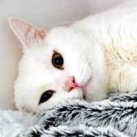 Photo of Marshmallow Sta012950