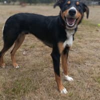 Photo of Rusty