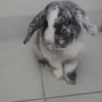 Photo of Pickles 