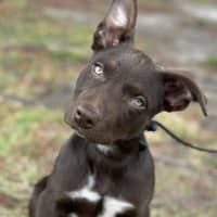 Photo of Chocolate Bean 