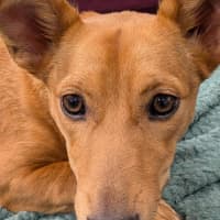 Photo of Honey   9 Month Old Kelpie X Jack Russell 