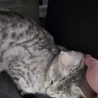 Photo of Mumma Noodle