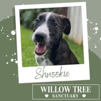Photo of Shnookie