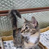 Photo of Fluffy