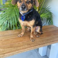 Photo of Barney   3 Year Old Chihuahua X Terrier