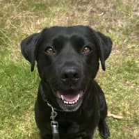 Photo of Olive