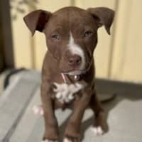 Photo of Milo