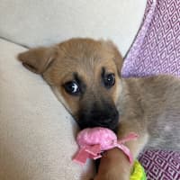 Photo of Churro