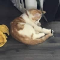 Photo of Viper **2nd Chance Cat Rescue**