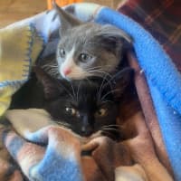 Photo of Pip