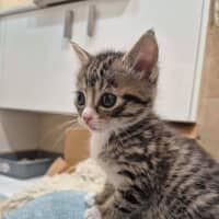 Photo of Camp Chair (Cc)