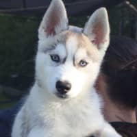 Photo of Rosie