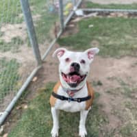 Photo of Sandra (In Foster Care) (On Hold)