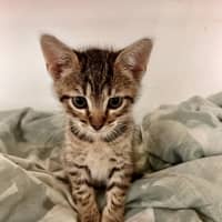 Photo of Bandit