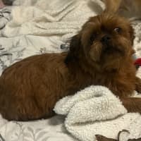 Photo of Moo(moo Moo)