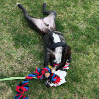 Photo of Sammy