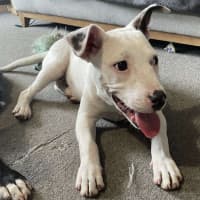 Photo of Gypsy